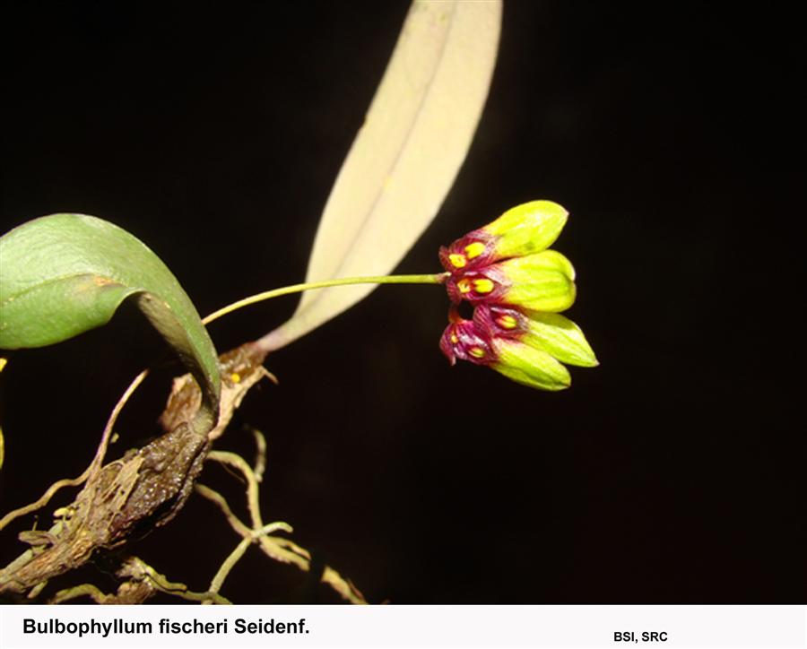 Bulbophyllum fischeri Seidenf